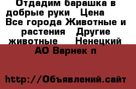 Отдадим барашка в добрые руки › Цена ­ 1 - Все города Животные и растения » Другие животные   . Ненецкий АО,Варнек п.